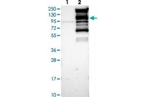 Western blot analysis of Lane 1: Negative control (vector only transfected HEK293T lysate), Lane 2: Over-expression Lysate (Co-expressed with a C-terminal myc-DDK tag (~3. (WDR44 抗体)