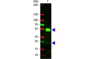 Image no. 1 for Goat anti-Pig IgG (Whole Molecule) antibody (Texas Red (TR)) (ABIN301117) (山羊 anti-Pig IgG (Whole Molecule) Antibody (Texas Red (TR)))