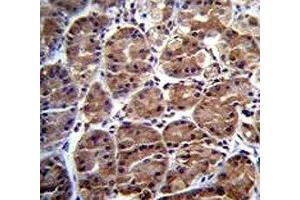 SOCS4 antibody immunohistochemistry analysis in formalin fixed and paraffin embedded human stomach tissue. (SOCS4 抗体  (AA 227-254))