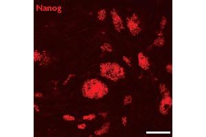 Nanog antibody (pAb) tested by Immunofluorescence Mouse embryonic stem cells (mESCs) grown on mouse embryonic fibroblast feeder cells (MEFs) were fixed with 4 % paraformaldehyde for 10 minutes at room temperature. (Nanog 抗体  (N-Term))