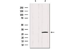 Western blot analysis of extracts from Hybridoma cells, using IGFBPL1 Antibody. (IGFBPL1 抗体  (Internal Region))
