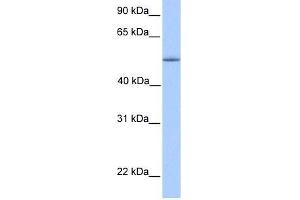 ZNF708 antibody used at 0. (ZNF708 抗体  (C-Term))