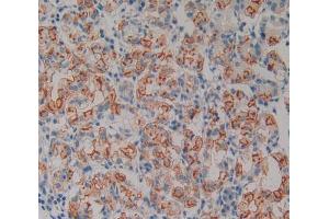 IHC-P analysis of stomach tissue, with DAB staining. (Neurotrophin 4 抗体  (AA 81-210))