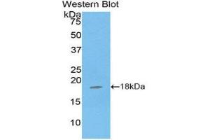 Western Blotting (WB) image for anti-Glutathione Peroxidase 4 (GPX4) (AA 74-197) antibody (ABIN1859058) (GPX4 抗体  (AA 74-197))