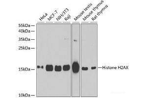 Western blot analysis of extracts of various cell lines using Histone H2AX Polyclonal Antibody at dilution of 1:1000. (H2AFX 抗体)