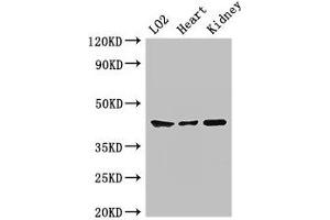 Western Blot Positive WB detected in: LO2 whole cell lysate, Mouse heart tissue, Mouse kidney tissue All lanes: MAP2K1 antibody at 2 μg/mL Secondary Goat polyclonal to rabbit IgG at 1/50000 dilution Predicted band size: 44, 41 kDa Observed band size: 44 kDa (MEK1 抗体  (AA 2-79))