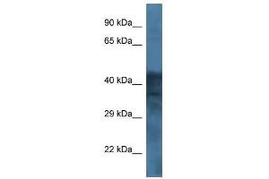 Western Blot showing GABRB1 antibody used at a concentration of 1. (GABRB1 抗体  (Middle Region))