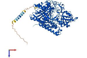 Protein Structure (PS) image for Folate Hydrolase (Prostate-Specific Membrane Antigen) 1 (FOLH1) (AA 1-750) protein (His tag) (ABIN7553951)