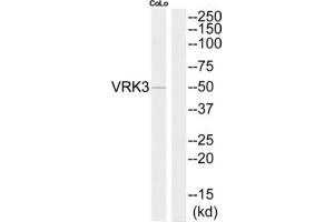 Western Blotting (WB) image for anti-Vaccinia Related Kinase 3 (VRK3) (Internal Region) antibody (ABIN1852737) (VRK3 抗体  (Internal Region))