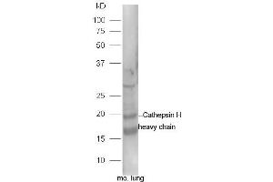 Mouse lung lysates probed with Rabbit Anti-Cathepsin H heavy chain Polyclonal Antibody, Unconjugated (ABIN2559428) at 1:300 in 4˚C. (Cathepsin H 抗体  (AA 116-200))