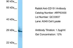 Western Blotting (WB) image for anti-CD151 (CD151) (C-Term) antibody (ABIN2789524) (CD151 抗体  (C-Term))