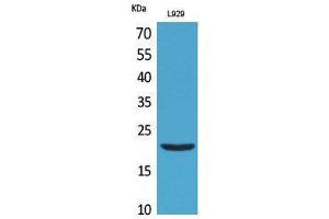 Western Blotting (WB) image for anti-Interleukin 29 (IL29) (Internal Region) antibody (ABIN3181015)