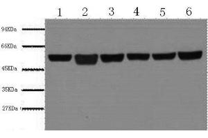 Western Blot analysis of A549, Rat brain, Mouse brain, Chicken lung, Rabbit testis, Sheep muscle using beta Tubulin Monoclonal Antibody at dilution of 1:5000. (TUBB 抗体)