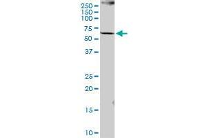PCCB MaxPab polyclonal antibody. (PCCB 抗体  (AA 1-539))