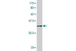 Western Blot detection against Immunogen (43. (CD90 抗体  (AA 1-161))