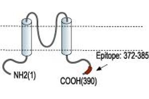 Potassium Inwardly-Rectifying Channel, Subfamily J, Member 11 (KCNJ11) peptide