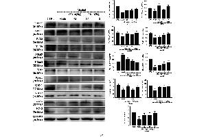 Western Blotting (WB) image for anti-Superoxide Dismutase 1, Soluble (SOD1) (AA 6-100) antibody (ABIN2179338)