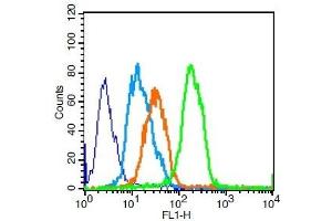 U251 cells probed with CD8 Polyclonal Antibody, Unconjugated  for 30 minutes followed by incubation with a conjugated secondary (FITC Conjugated) (green) for 30 minutes compared to control cells (blue), secondary only (light blue) and isotype control (orange). (CD8 抗体  (AA 51-150))