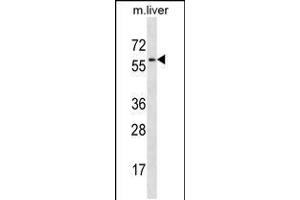 Western blot analysis in mouse liver tissue lysates (35ug/lane). (MAP2K7 抗体  (AA 206-233))