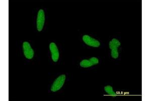 Immunofluorescence of purified MaxPab antibody to ZNF461 on HepG2 cell. (ZNF461 抗体  (AA 1-563))