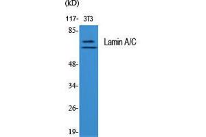 Western Blot (WB) analysis of specific cells using Lamin A/C Polyclonal Antibody. (Lamin A/C 抗体  (Ser778))