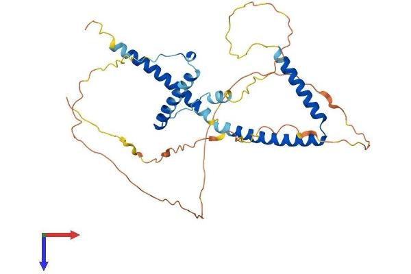HEXIM1 Protein (AA 1-359) (His tag)