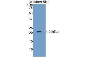 Western Blotting (WB) image for anti-Killer Cell Lectin-Like Receptor Subfamily D, Member 1 (KLRD1) (AA 32-179) antibody (ABIN7439108)