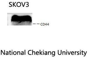 Western Blot (WB) analysis: Please contact us for more details. (CD44 抗体  (Ser2152))
