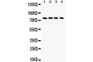 Anti-Tau antibody, Western blotting All lanes: Anti  at 0. (MAPT 抗体  (N-Term))