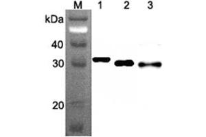 Western blot analysis using anti-Ribosomal Protein S3 (human), mAb (RP159-1)  at 1:500 dilution. (RPS3 抗体)