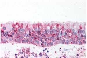 Anti-TRPV4 antibody  ABIN1049440 IHC staining of human trachea. (TRPV4 抗体  (N-Term))