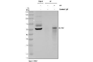 anti-RuvB-Like 1 (E. Coli) (RUVBL1) (AA 13-23) antibody