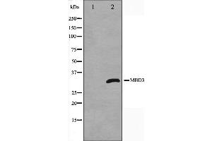 Western blot analysis on Jurkat cell lysate using MBD3 Antibody,The lane on the left is treated with the antigen-specific peptide. (MBD3 抗体  (C-Term))