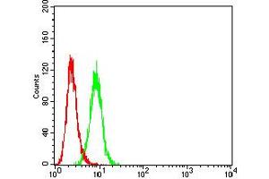 Flow cytometric analysis of Hela cells using P2RY4 mouse mAb (green) and negative control (red).
