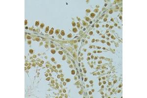 Immunohistochemistry of paraffin-embedded rat testis using RSRC1 antibody (ABIN6131423, ABIN6147283, ABIN6147284 and ABIN6223040) at dilution of 1:100 (40x lens). (RSRC1 抗体  (AA 117-276))