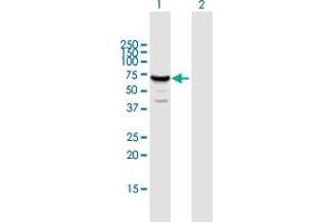 Western Blot analysis of MUS81 expression in transfected 293T cell line by MUS81 MaxPab polyclonal antibody. (MUS81 抗体  (AA 1-551))