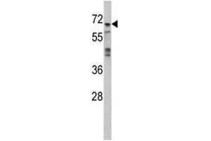 Western blot analysis of MAPK4 antibody and 293 lysate (MAPK4 抗体  (AA 72-101))