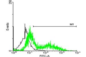 FACS analysis of HeLa cells stained with STIP1 monoclonal antibody clone 2E1 (Green) and non-stained HeLa cells (Black) as negative control. (STIP1 抗体  (AA 1-543))