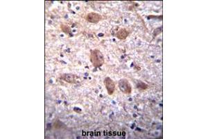 SPG7 Antibody immunohistochemistry analysis in formalin fixed and paraffin embedded human brain tissue followed by peroxidase conjugation of the secondary antibody and DAB staining. (SPG7 抗体  (AA 115-141))