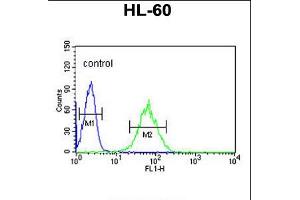 Flow cytometric analysis of HL-60 cells (right histogram) compared to a negative control cell (left histogram). (SNRPD1 抗体  (AA 46-78))
