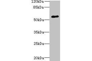 Western blot All lanes: GPR176 antibody at 10 μg/mL + A431 whole cell lysate Secondary Goat polyclonal to rabbit IgG at 1/10000 dilution Predicted band size: 57, 53 kDa Observed band size: 57 kDa (GPR176 抗体  (AA 321-515))