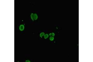 Immunofluorescent analysis of HepG2 cells using ABIN7163487 at dilution of 1:100 and Alexa Fluor 488-congugated AffiniPure Goat Anti-Rabbit IgG(H+L) (PLAC8 抗体  (AA 1-110))