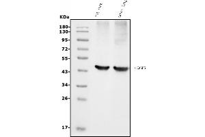 Western blot analysis of Caspase-5/CASP5 using anti-Caspase-5/CASP5 antibody (ABIN7599992).