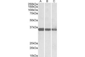 ABIN1590066 (0. (MDH1 抗体  (Internal Region))