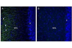 Expression of Otopetrin-1 in rat cerebellum. (Otopetrin 1 抗体  (4th Cytoplasmic Loop))