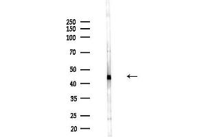 anti-Eukaryotic Translation Initiation Factor 4A1 (EIF4A1) (N-Term) antibody