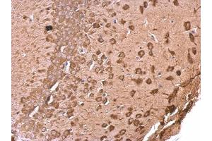 IHC-P Image EEF1A2 antibody [C1C3] detects EEF1A2 protein at cytosol on mouse fore brain by immunohistochemical analysis. (EEF1A2 抗体)
