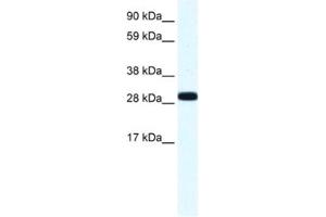 Western Blotting (WB) image for anti-Annexin A4 (ANXA4) antibody (ABIN2461408) (Annexin IV 抗体)