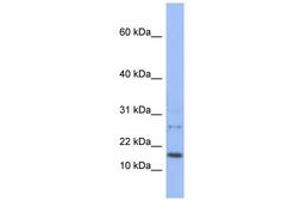 Image no. 1 for anti-Endothelial Differentiation Related Factor 1 (EDF1) (N-Term) antibody (ABIN6742596)