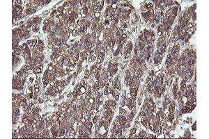 Image no. 7 for anti-Protein Disulfide Isomerase Family A, Member 3 (PDIA3) (AA 140-505) antibody (ABIN1490935)